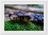 "Close Up Shot of Mushrooms", Tatianna