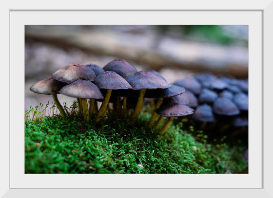 "Close Up Shot of Mushrooms", Tatianna