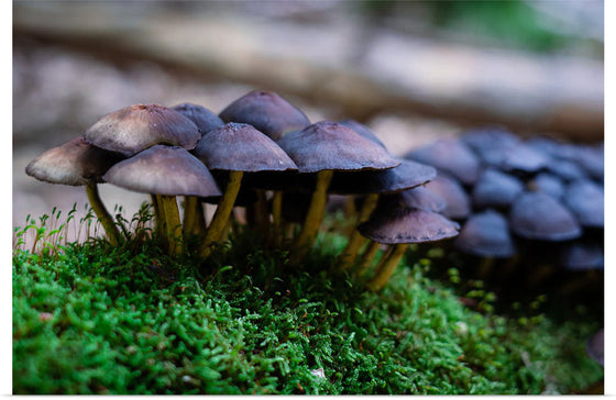 "Close Up Shot of Mushrooms", Tatianna