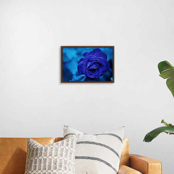 "Blue Rose"