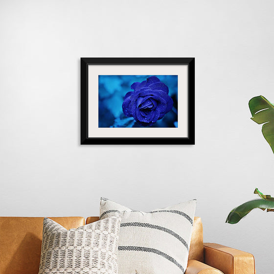 "Blue Rose"