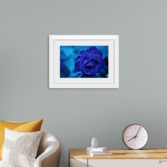 "Blue Rose"