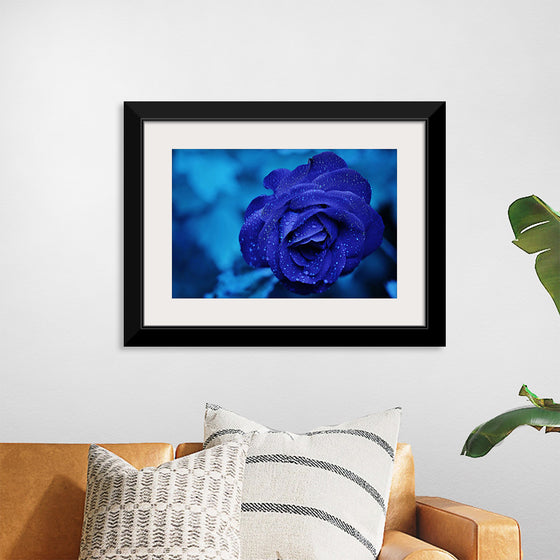 "Blue Rose"