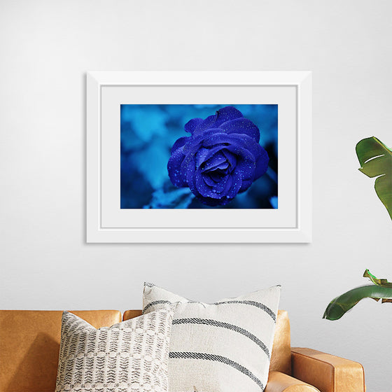 "Blue Rose"