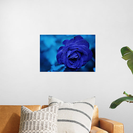 "Blue Rose"