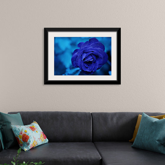 "Blue Rose"