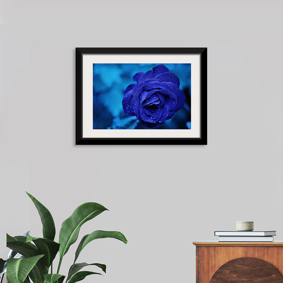 "Blue Rose"