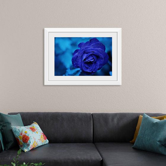 "Blue Rose"