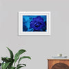 "Blue Rose"