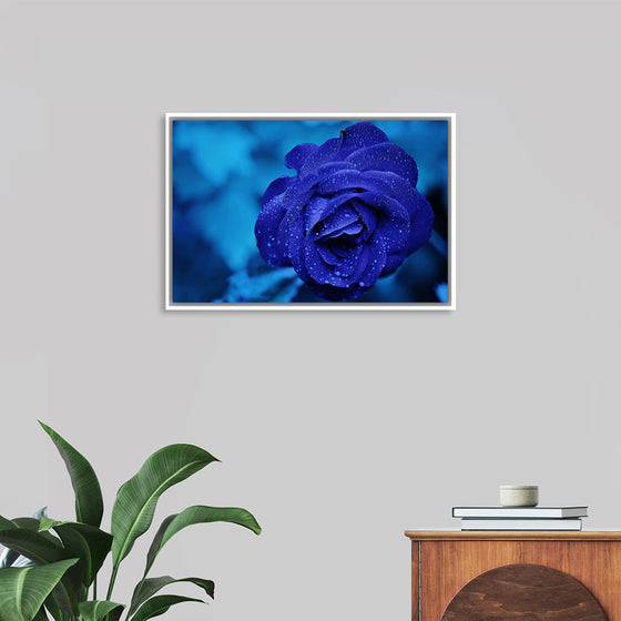 "Blue Rose"