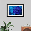 "Blue Rose"