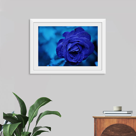 "Blue Rose"