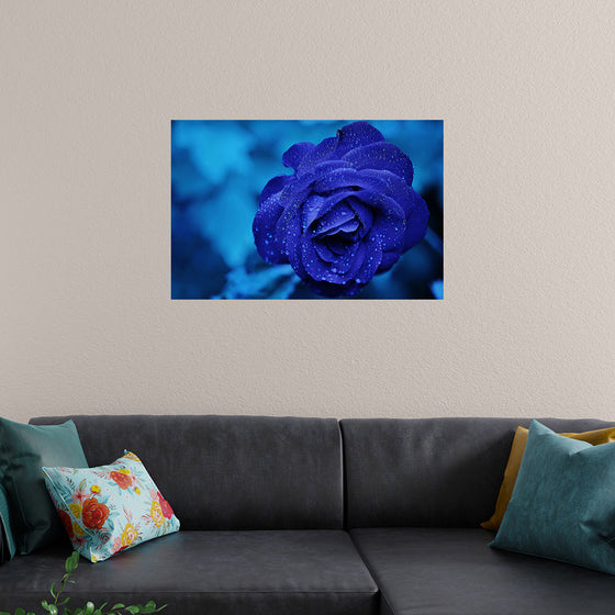 "Blue Rose"