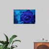 "Blue Rose"