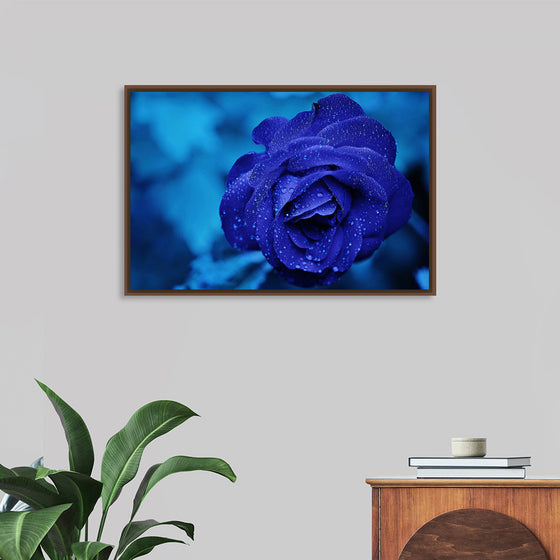 "Blue Rose"