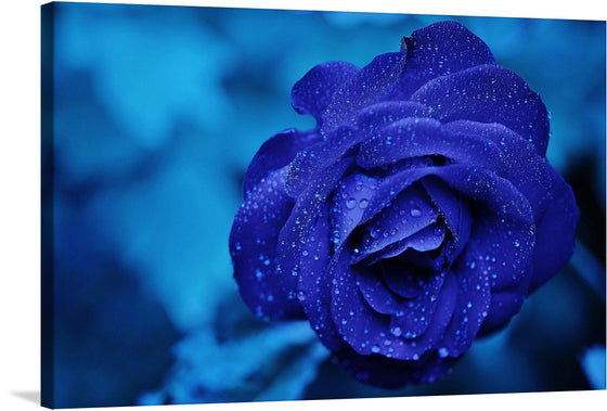 This stunning photograph of a blue rose with water drops on it is a captivating and thought-provoking piece of art. The image captures the beauty and fragility of the rose, as well as the ephemeral nature of the water drops.