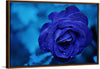 "Blue Rose"