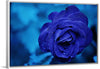 "Blue Rose"