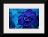 "Blue Rose"