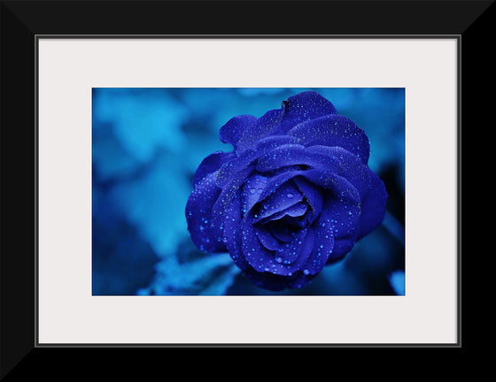 "Blue Rose"