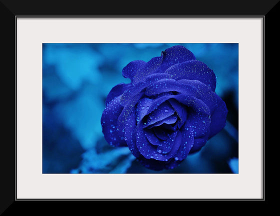 "Blue Rose"