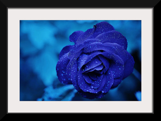 "Blue Rose"