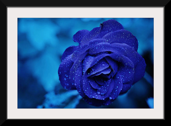 "Blue Rose"