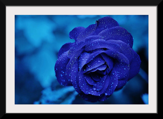 "Blue Rose"