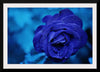 "Blue Rose"