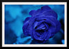 "Blue Rose"