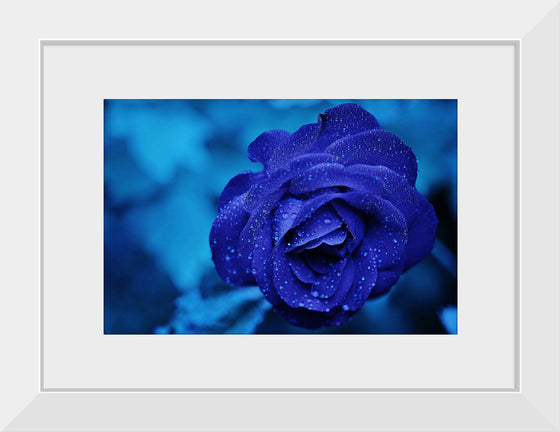 "Blue Rose"