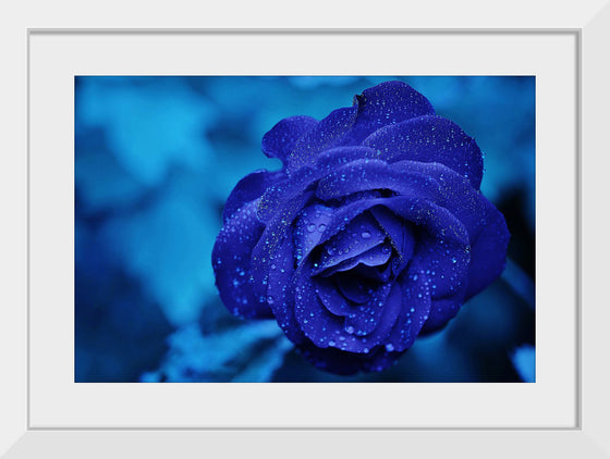 "Blue Rose"