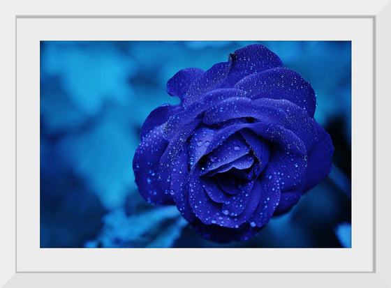 "Blue Rose"