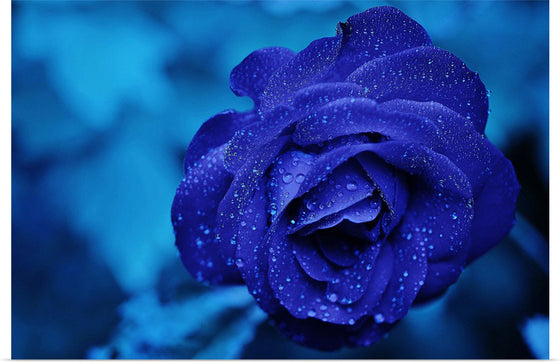 "Blue Rose"