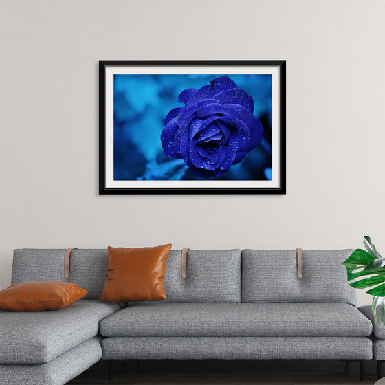 "Blue Rose"