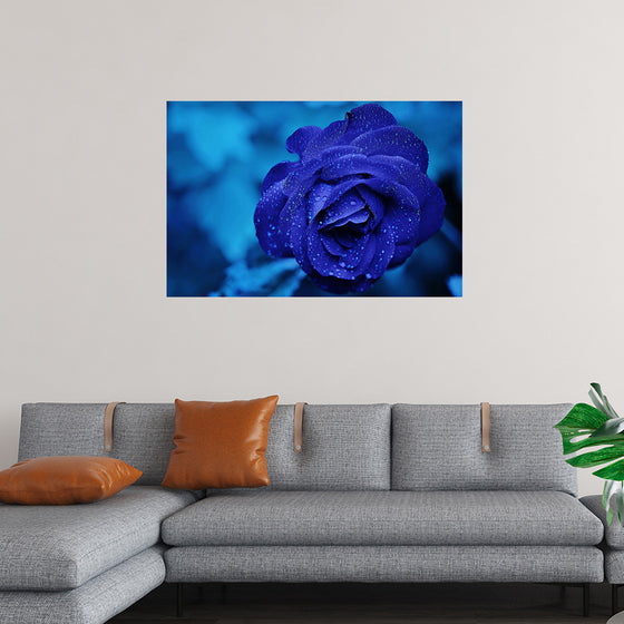 "Blue Rose"