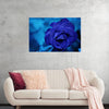 "Blue Rose"