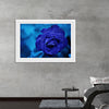 "Blue Rose"