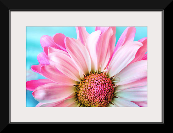 "Pink Daisy"