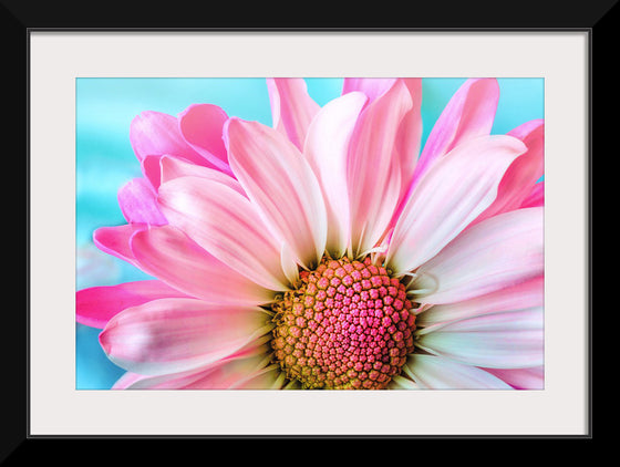 "Pink Daisy"