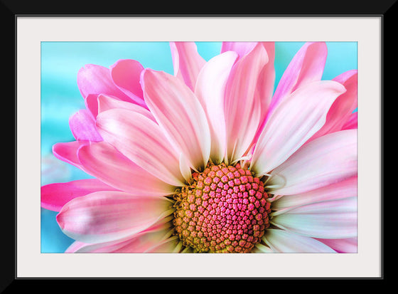 "Pink Daisy"