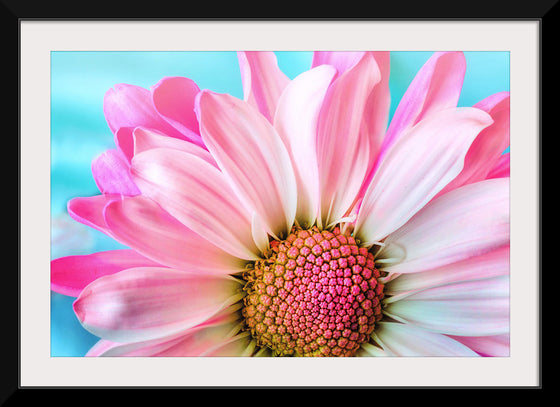 "Pink Daisy"