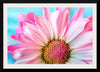 "Pink Daisy"