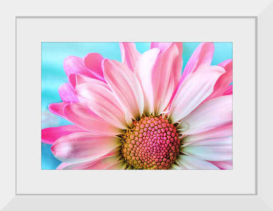 "Pink Daisy"