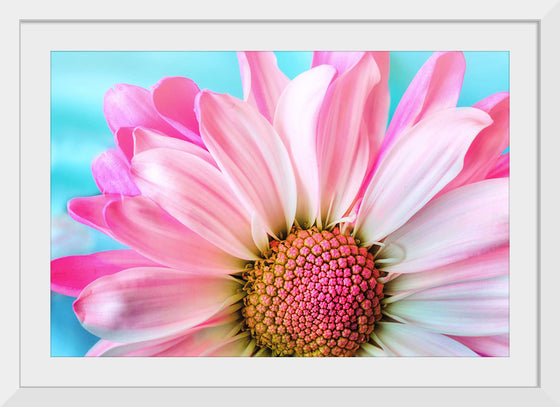 "Pink Daisy"