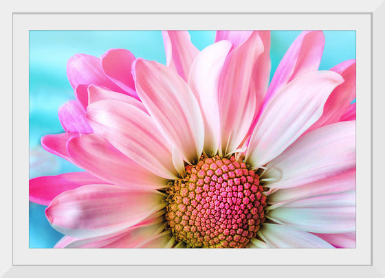 "Pink Daisy"