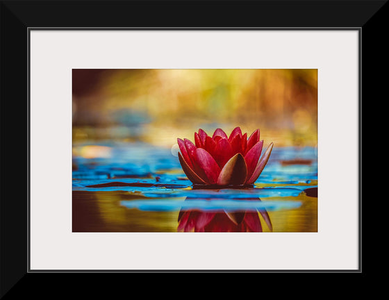 "Water Lily"