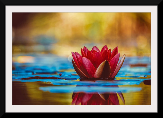 "Water Lily"