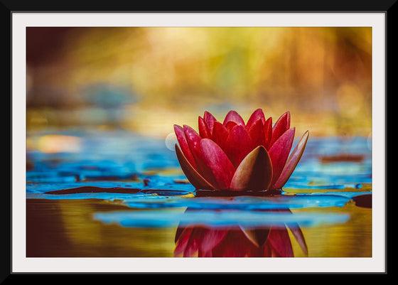 "Water Lily"