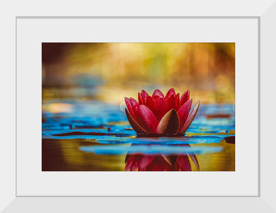 "Water Lily"